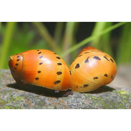 CARACOL NARANJA LUNARES NERITINA SP