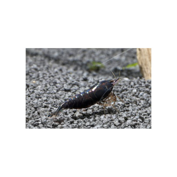 GAMBA ROJA Red Cherry 1.5-2 CM NEOCARIDINA HETEROPODA