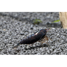 GAMBA ROJA Red Cherry 1.5-2 CM NEOCARIDINA HETEROPODA