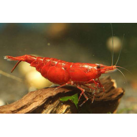 GAMBA VEGETARIANA JAPONICA 2.5-3 CM CARIDINA MULTIDENTATA