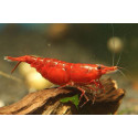 GAMBA RED FIRE SAKURA 1.5-2 CM