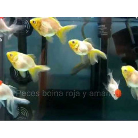 BOINA AMARILLO 5-6CM CARASSIUS AURATUS