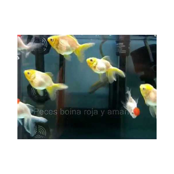 TRES COLAS SURTIDO 6-7CM CARASSIUS AURATUS