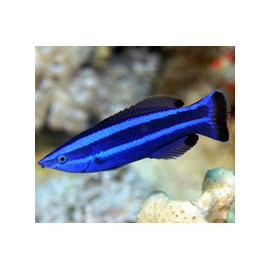 LARABICUS QUADRIKINEATUS