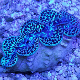 TRIDACNA MAXIMA BLUE CULTIVO CITES: 21NL296711/11