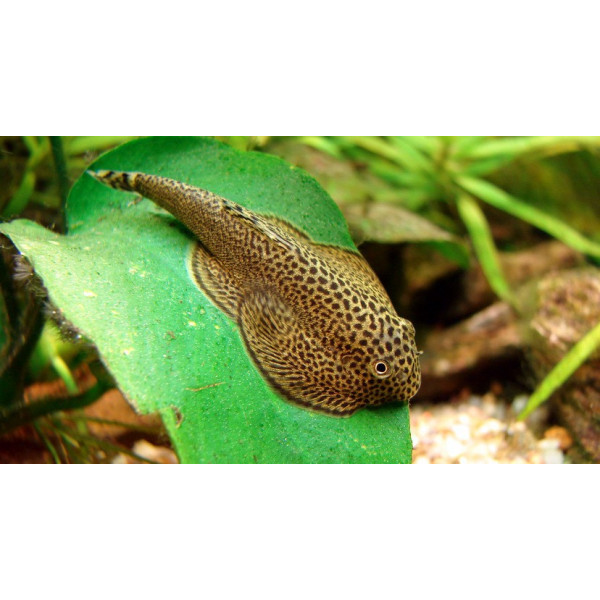 VENTOSA DE BORNEO ZEBRA MARIPOSA Beaufortia kweichowensis