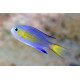 CHROMIS VANDERBILTI