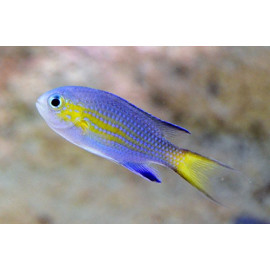 CHROMIS VANDERBILTI