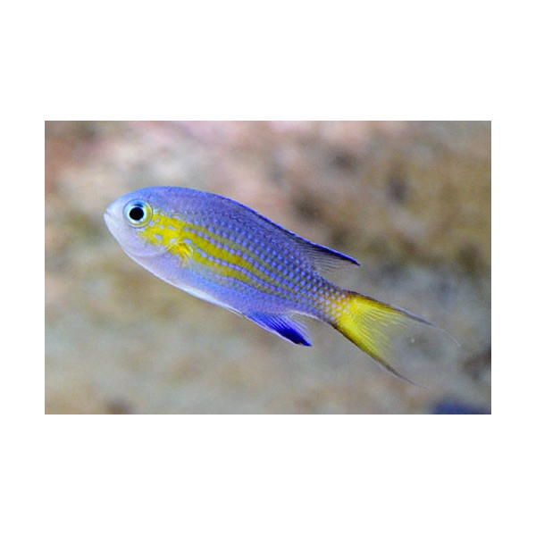 CHROMIS VANDERBILTI