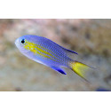 CHROMIS VANDERBILTI