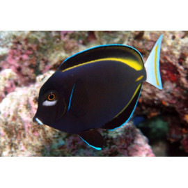 ACANTHURUS NIGRICANS 6-8CM (ACANTHURUS NIGRICANS)