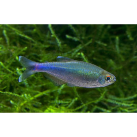 TETRA AZUL REAL Boehlkea fredcochui