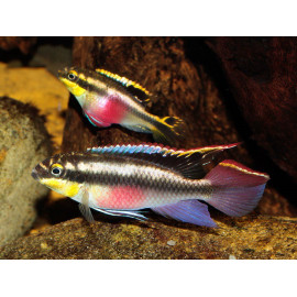 KRIBENSIS Pelvicachromis pulcher