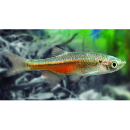 DANIO LINEA DE FUEGO Devario sondhi