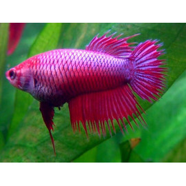 BETTA HEMBRA SPLENDENS 4-5CM BETTA SPLENDENS