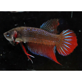 BETTA MACHO COLA CORTA SALVAJE