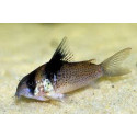 Corydoras melanistius