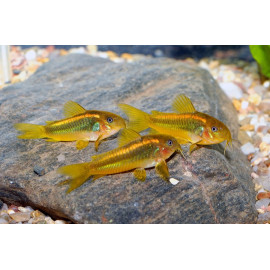 Corydoras melanotaenia 4-5 cm