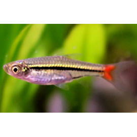 RASBORA LUMINOSA Rasbora borapetensis