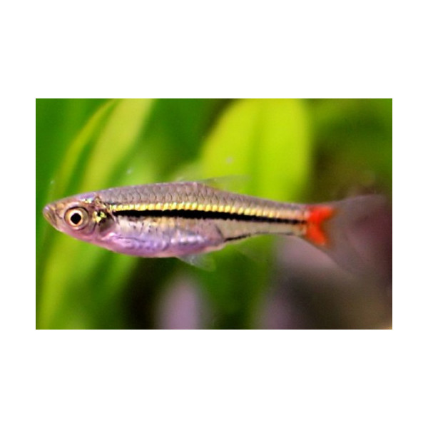 RASBORA LUMINOSA Rasbora borapetensis