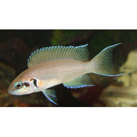 Neolamprologus brichardi