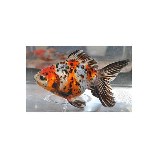 Fantail calico