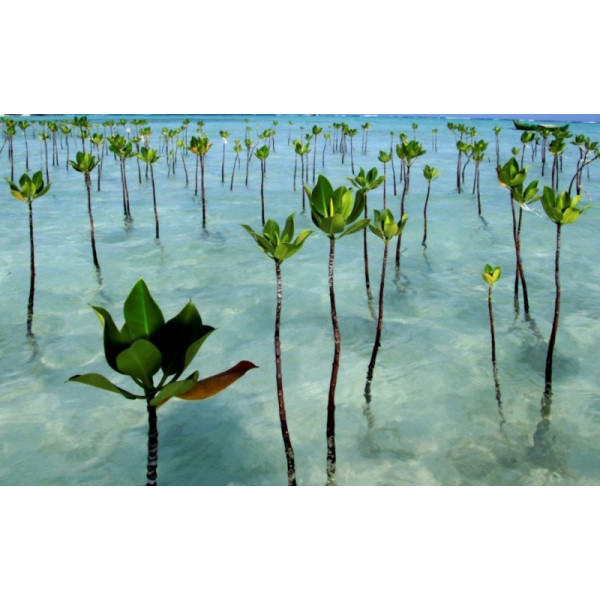 Baina de Manglar Mangrove Seeds