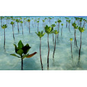 Baina de Manglar Mangrove Seeds