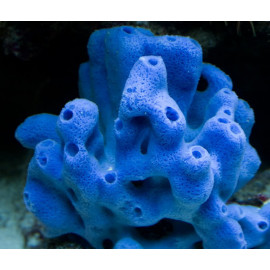 Esponja Blava Blue Tubular sponge