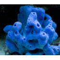 Esponja Blava Blue Tubular sponge