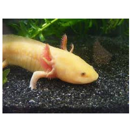 Ambystoma mexicanum albino M Ajolote Albino Cria UE CITES: 002MT fecha nacimiento 04/11/21