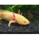 Ambystoma mexicanum albino M Ajolote Albino Cria UE 