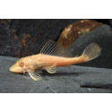 Plecostomus albino Hypostomus plecostomus