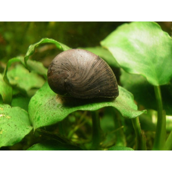 CARACOL ZEBRA NERITINA SP