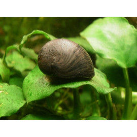 CARACOL ZEBRA NERITINA SP