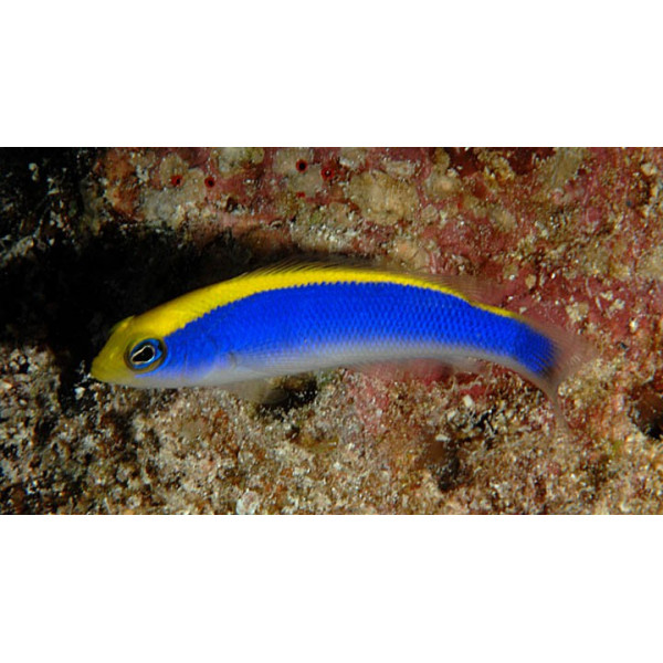 Pseudochromis flavivertex