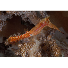 Leander plumosus