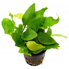 ANUBIAS BARTERI PE