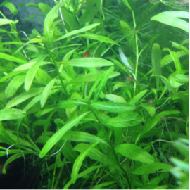 ANUBIAS BARTERI PE