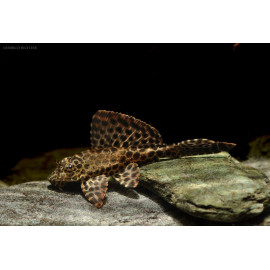 Hypostomus gibbiceps Plecostomus Mariposa