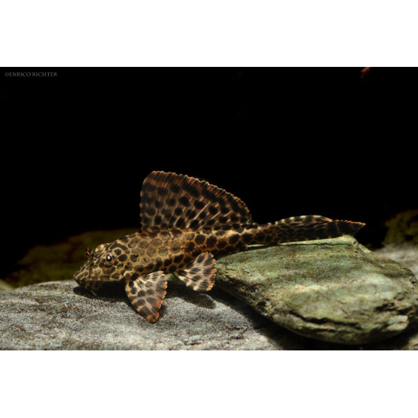 Hypostomus gibbiceps Plecostomus Papallona