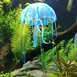 JELLYFISH MEDUSA CAJA