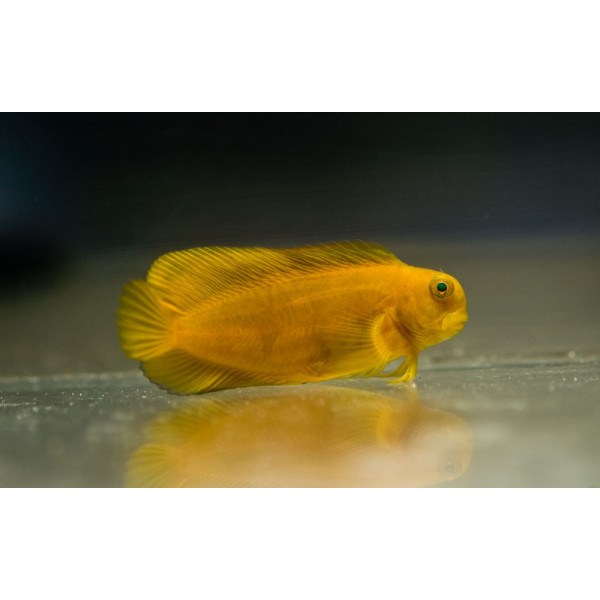 ATROSALARIAS FUSCUS (YELLOW)