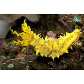 COLOCHIRUS ROBUSTUS