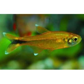 Hasemania nana Tetra Cobre