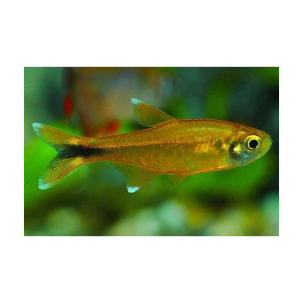 Hasemania nana Tetra Cobre