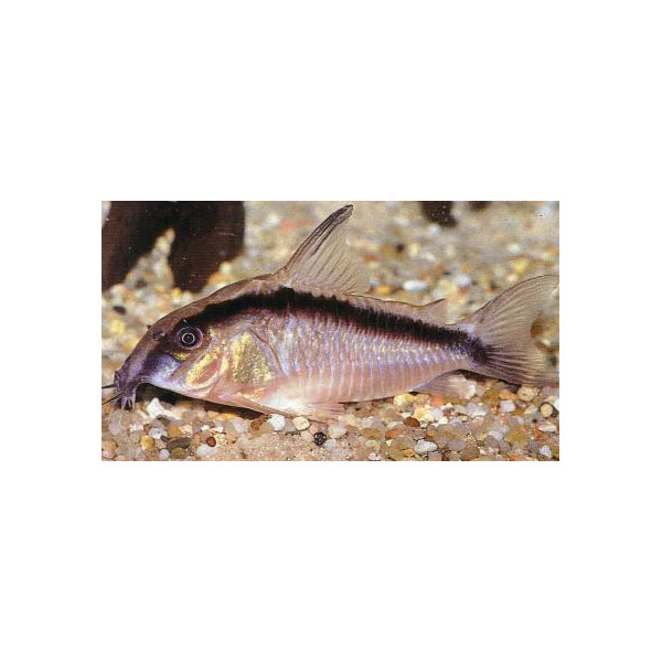 Corydoras arcuatus