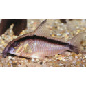 Corydora arcuatus