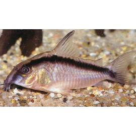 Corydoras arcuatus