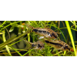 Corydora habrosus